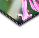 The Golden Heart of the Purple Coneflower Acrylic print