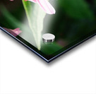 Duo at Dawn: Bees on the Coneflower’s Crown Acrylic print