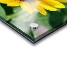 Flying into the Sun..Flower – The Dance of Daylight Acrylic print