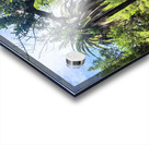 Path to the Palms Acrylic print