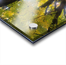 Fall Transition: Beneath the Light of Leaves Acrylic print