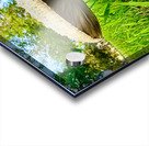 The Watcher in the Grass Acrylic print