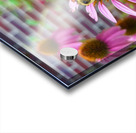 Coneflower Harmony Acrylic print