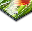 IMG 1605 Acrylic print