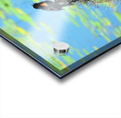 Calling for a Mate Acrylic print