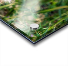 To Bee or Not to Bee   Acrylic print