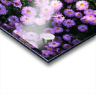 Pink Daisies 2 Acrylic print