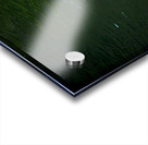 Playful Koi Acrylic print