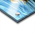 Baby Swan Cygnet Acrylic print