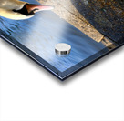 Swan Poses 1B Acrylic print