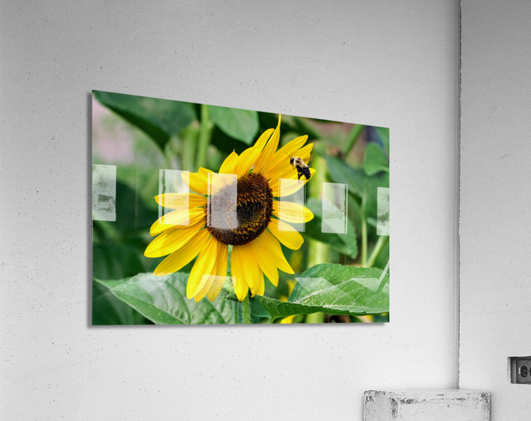 Flying into the Sun..Flower – The Dance of Daylight Acrylic Print