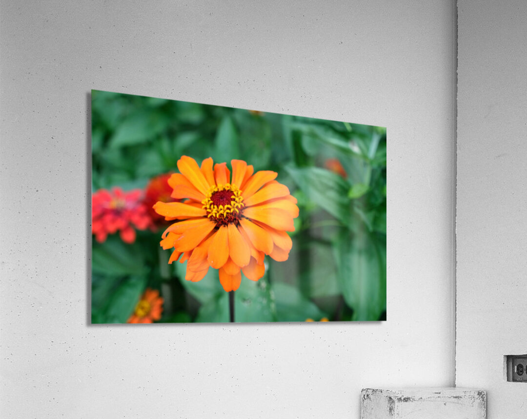 Orange You Royale King Zinnia Acrylic Print