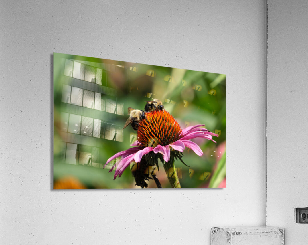 Harmony on a Purple Coneflower Acrylic Print