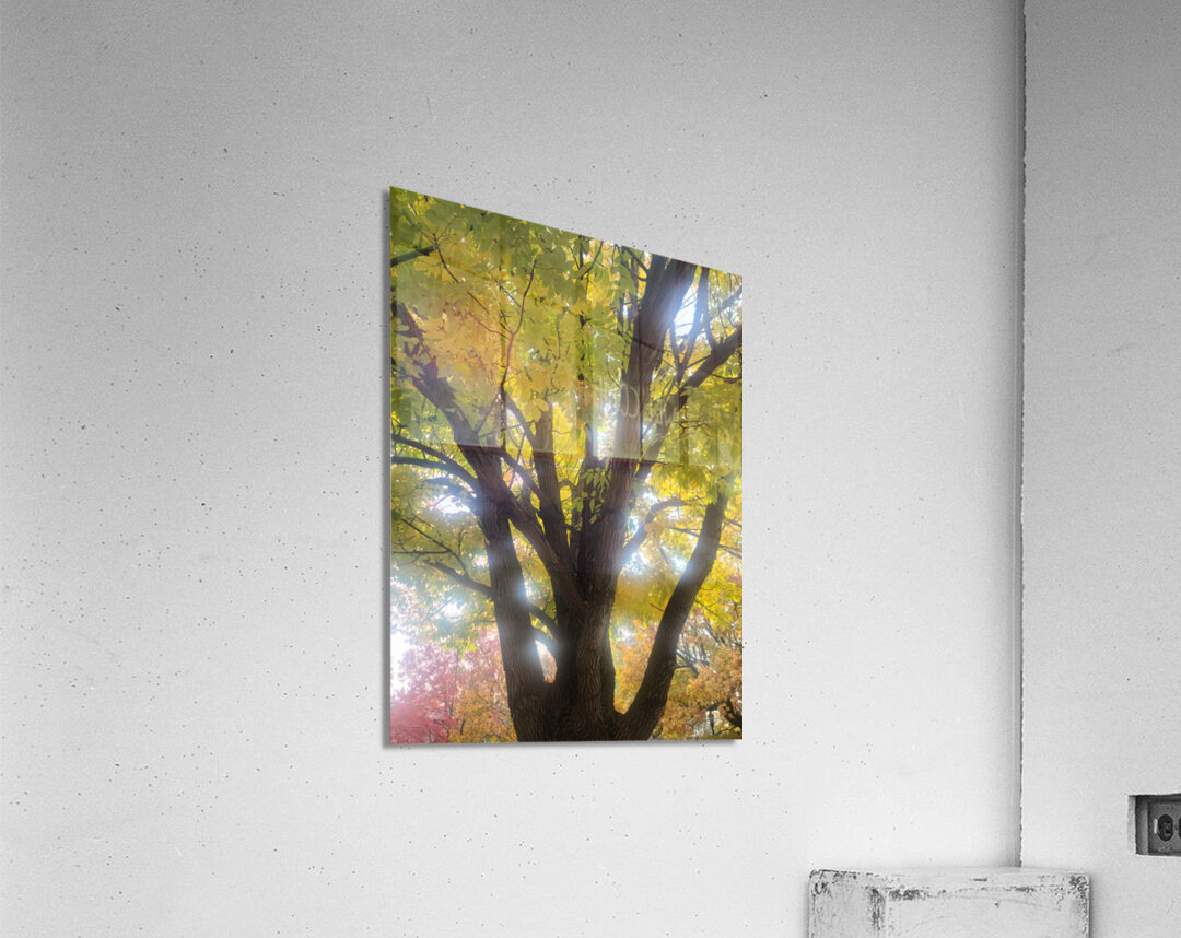 Fall Transition: Beneath the Light of Leaves Acrylic Print