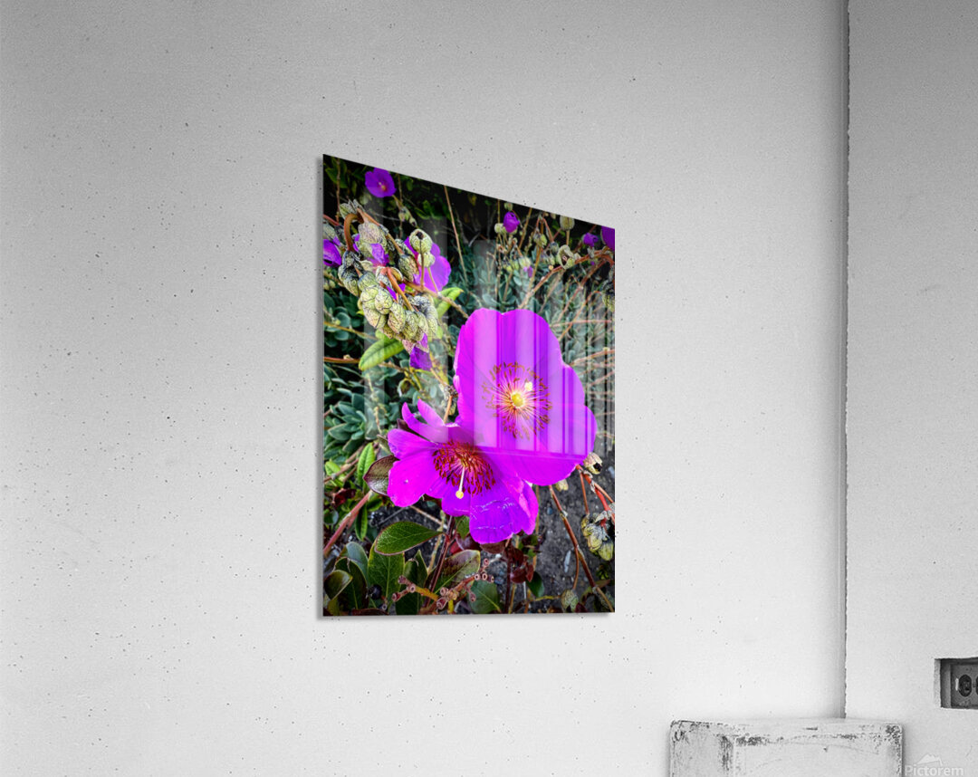 Rock Purslane: Pulse of the Desert Bloom Acrylic Print