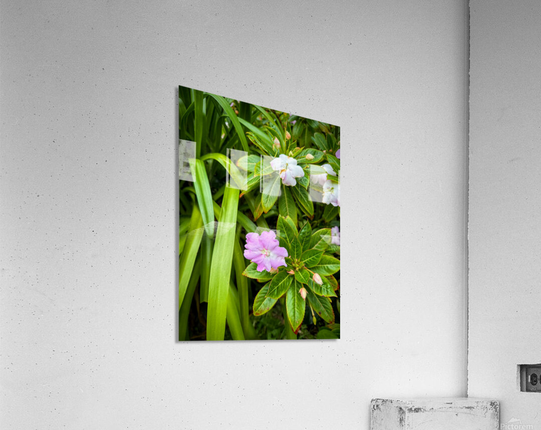 Green Rhythm Pink Pause Acrylic Print