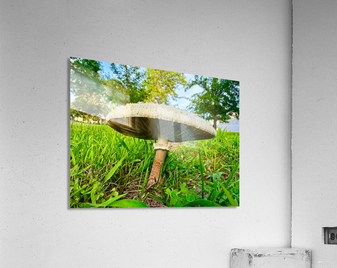 The Watcher in the Grass Acrylic Print