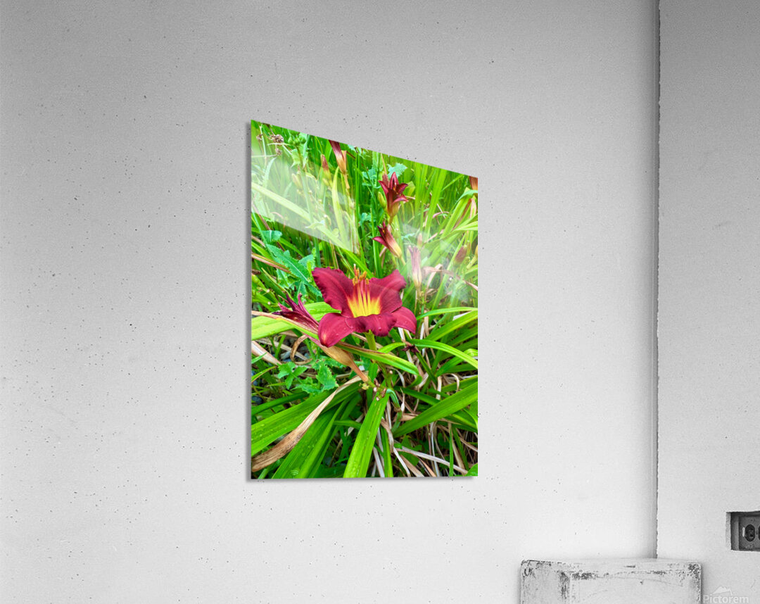 Burgundy Muse Acrylic Print