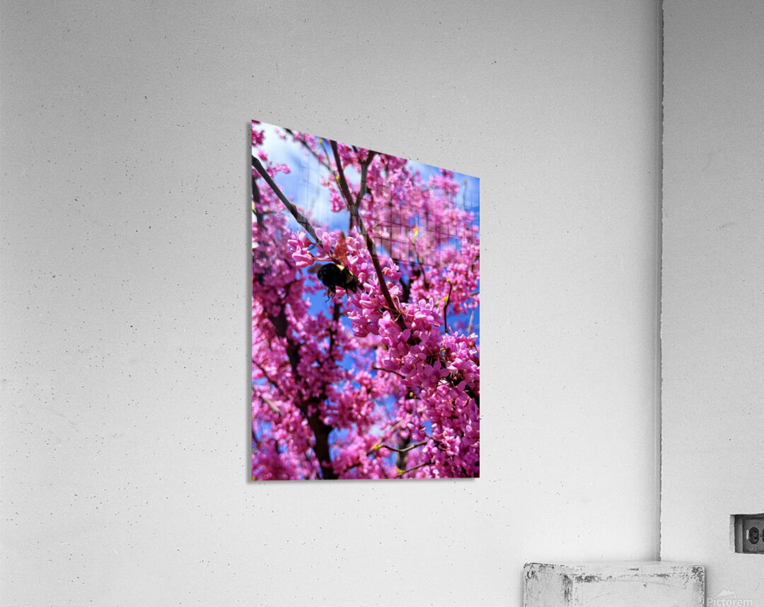 IMG 1659 Acrylic Print