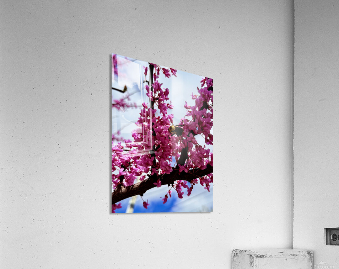 IMG 1528 Acrylic Print