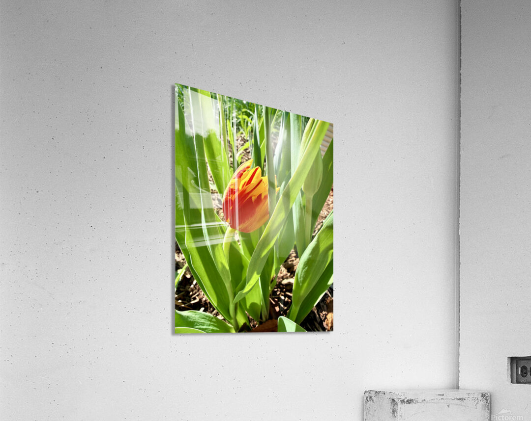 IMG 1605 Acrylic Print