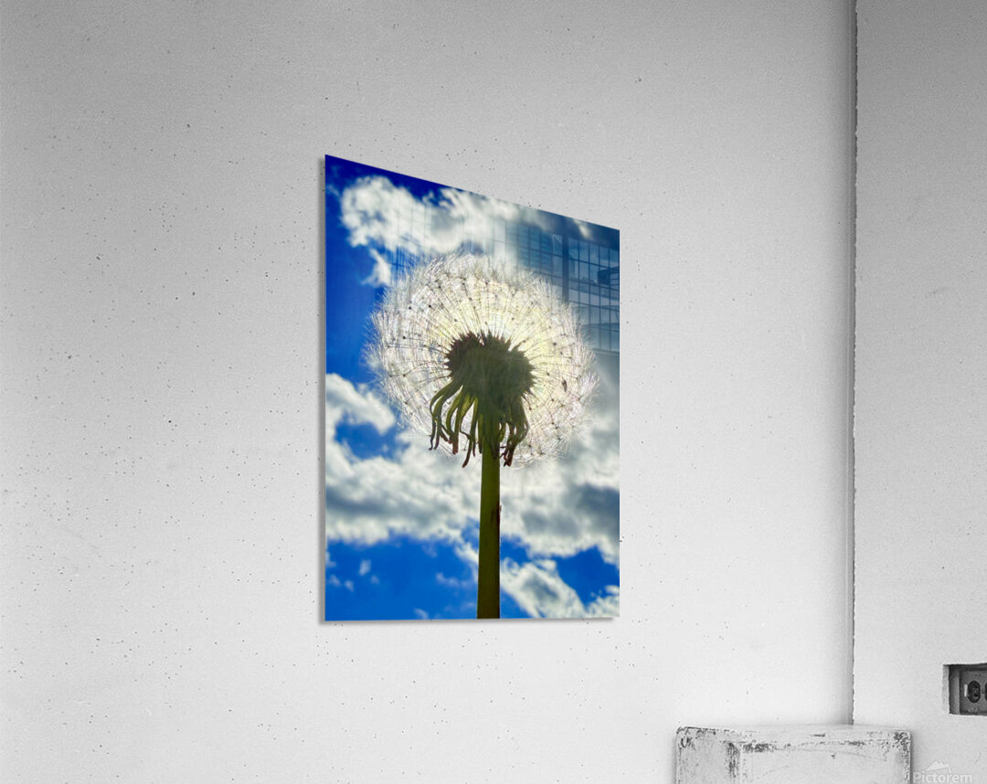 IMG 1743 Acrylic Print