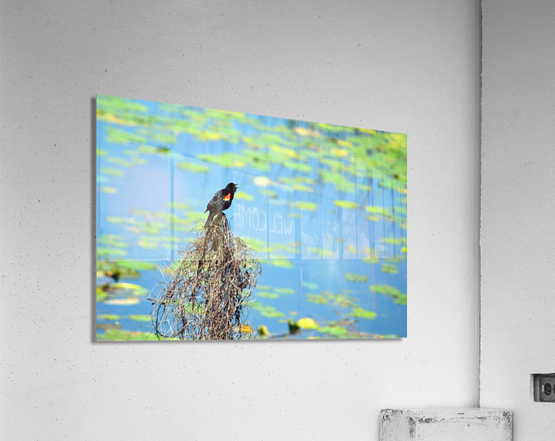 Calling for a Mate Acrylic Print