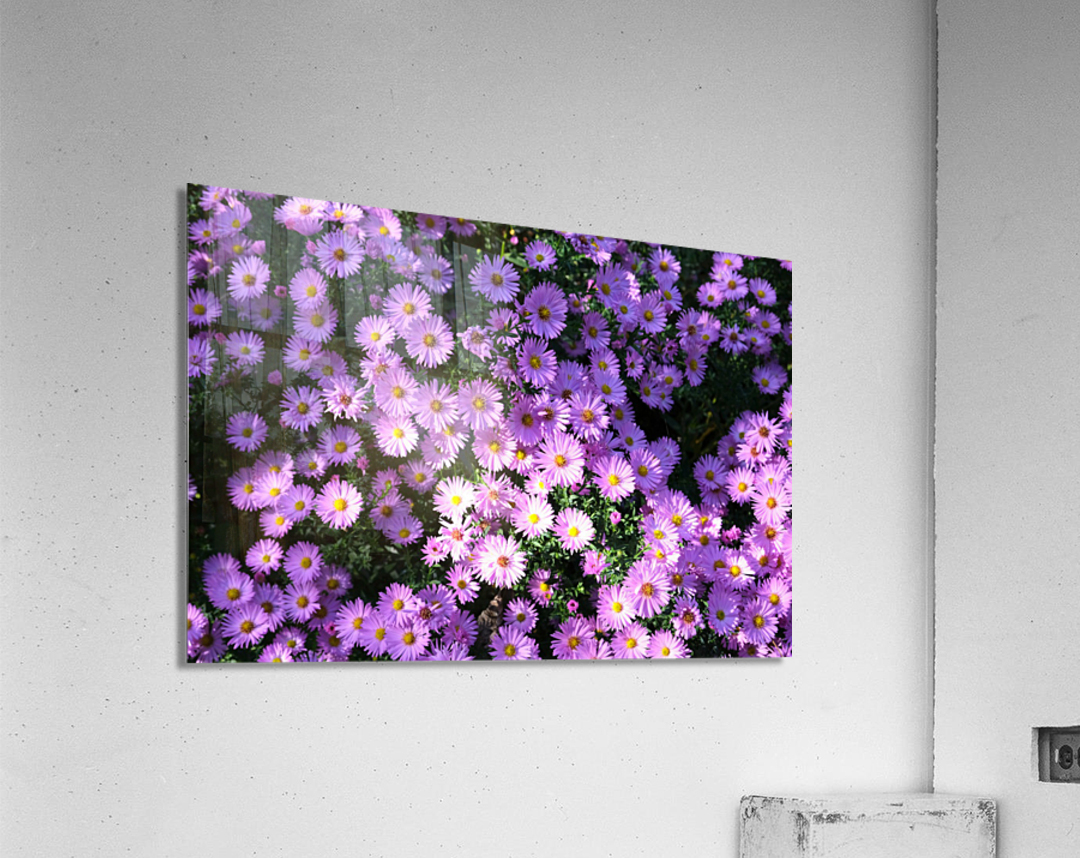 Pink Daisies 2 Acrylic Print