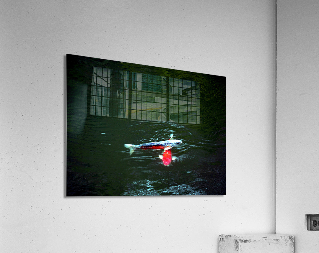 Playful Koi Acrylic Print