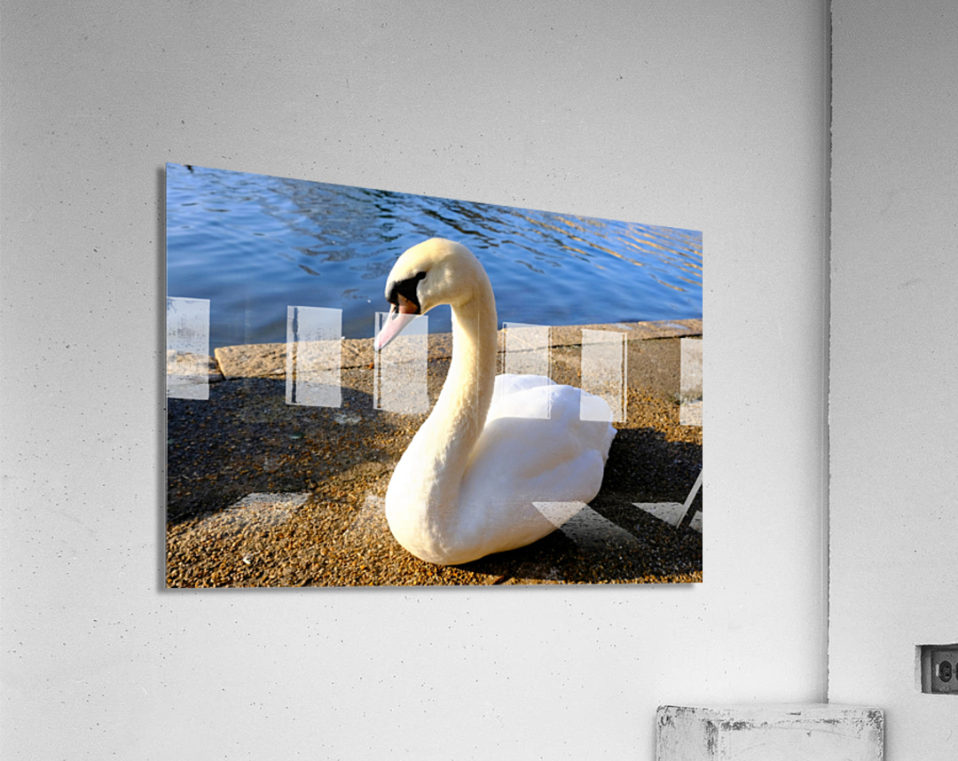 Swan Poses 1B Acrylic Print