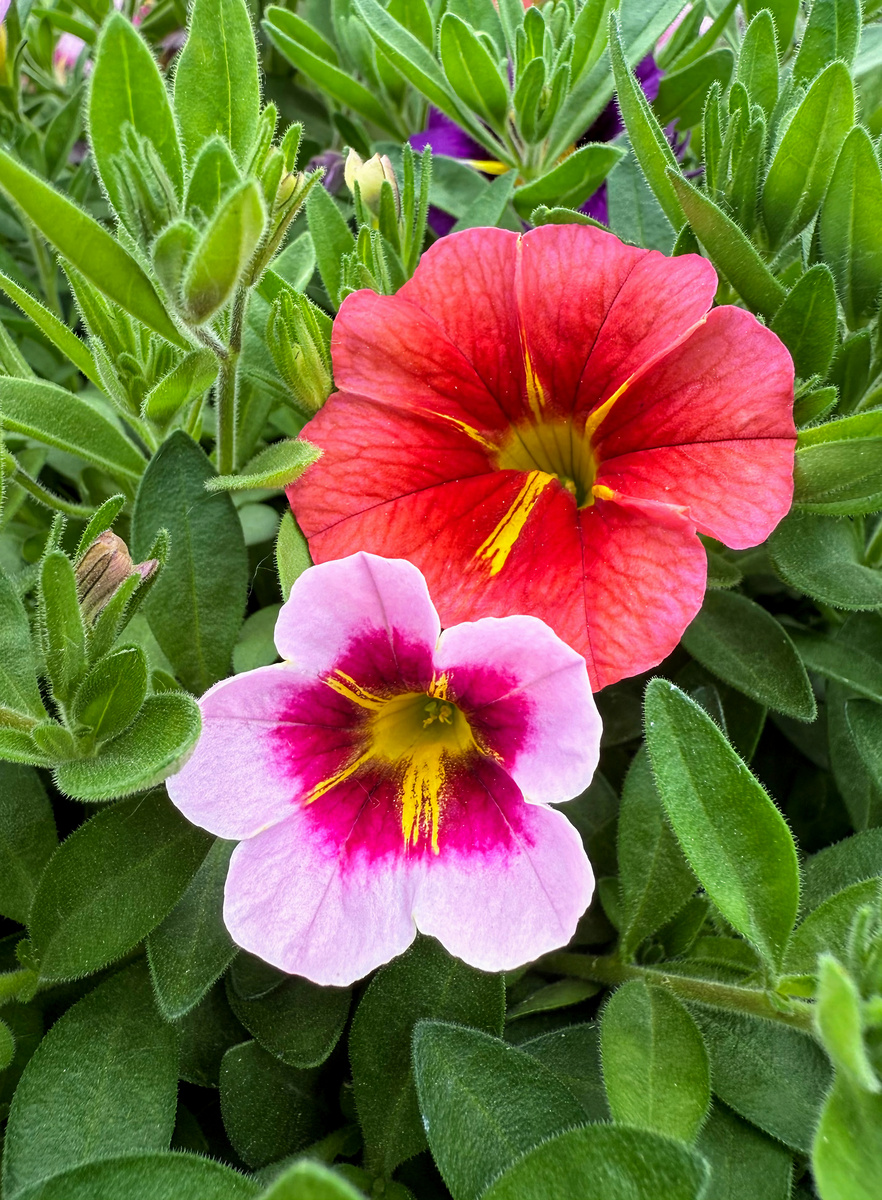 Impression de cadre personnalisé