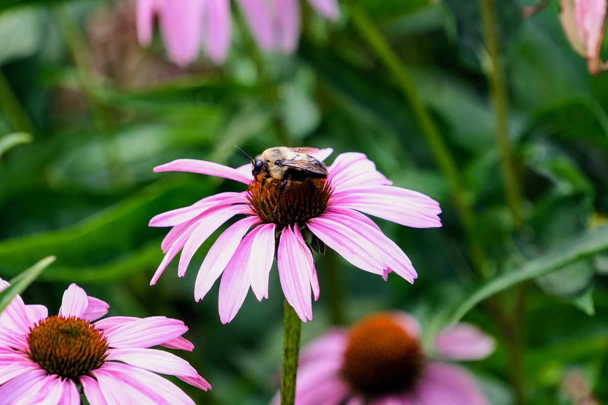 Impression de cadre personnalisé