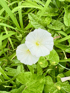 Paired in Bloom: Bindweed Duo