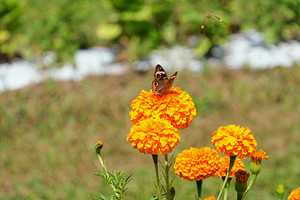A Butterfly’s Pause Amid Sunfire Blooms