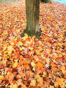Leaves Me Stumped: Rooted in Color