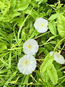 Bindweed Blossoms in the Grass