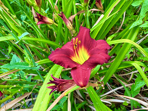 Fireheart Daylily