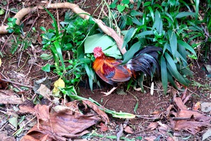 Cock in the Wild