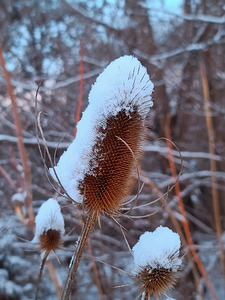 Thorny Lollipop Winter Thistle 