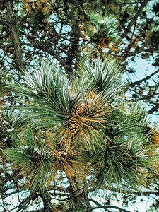  Frosted Pine Cones 