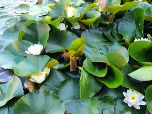 Nature’s Quiet Triumph