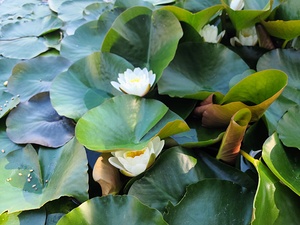 The Secret Life of Lilies