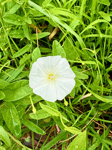 Bindweed Still Life in Nature