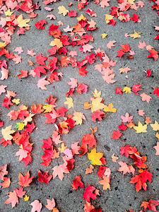 Colorful Fallen Beauties