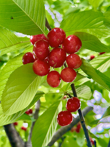 The Cherry Covenant: Nature’s Silent Promise