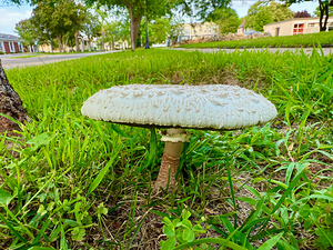 Capstone of the Lawn
