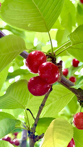 Ripened Silence: Cherries in the Suns Embrace
