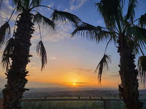 Between Palms and Possibility