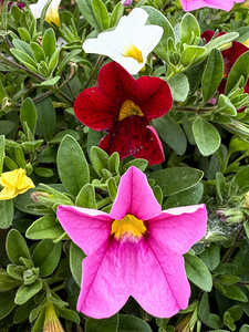 Bold Petals Quiet Strength