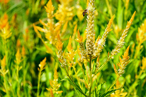 Yellow Wool Flower: Fields of Fire and Flight